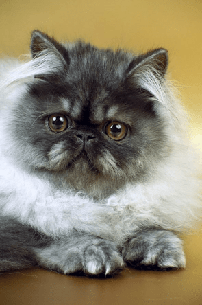 Персидская кошка, серебряный окрас
